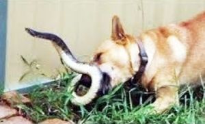एक वफ़ादार कुत्ते ने अपने मालिक की जान बचने के लिए कोबरा से की जंग, पर नहीं बचा सका खुद की जान