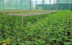 कबीरधाम जिले में ‘हरियर छत्तीसगढ़‘ के तहत 92 हजार मुनगा के पौधे का होगा रोपण