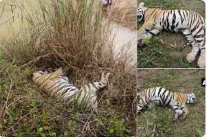 महाराष्ट्र के चंद्रपुर में तीन बाघों की संदिग्ध परिस्थिति में मौत