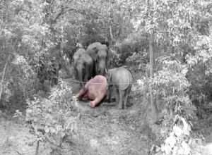 हाथियों पर संकटः तीन दिन में 3 हाथियों की गई जान...वन विभाग की टीम मौके पर मौजूद