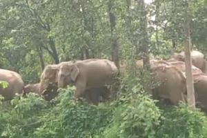 कांकेर: नरहरपुर ब्लॉक में पहुंचा हाथियों का दल...फसलों को पहुंचाया नुकसान