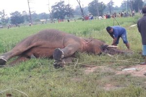 खेत में लगे करंट ने एक और हाथी की ले ली जान...जमीन मालिक पर होगी कार्रवाई