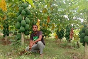 रायपुर : पपीते की खेती कर अंकित बने सफल किसान दूसरे कृषकों को कर रहे है प्रोत्साहित  