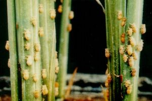 धान के फसल में भूरा माहो कीट का प्रकोप :कृषि विज्ञान केंद्र के वैज्ञानिकों ने खेतों का निरीक्षण कर किसानों को दी  भूरा माहो कीट से फसल को बचाने की सलाह