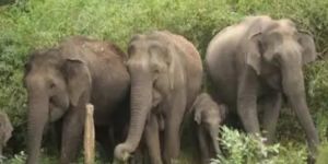प्रदेश में यहाँ हाथियों के उत्पात से गांव में दहशत का माहौल… 3 लोगों को कुचलकर मार डाला… एक ही परिवार के 2 लोगों की दर्दनाक मौत 