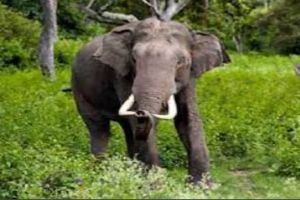 बाइक का पेट्रोल खत्म हुआ तो ग्रामीण चल रहा था पैदल, हाथी के हमले में हुई मौत