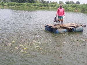 मछलीपालन से महज सवा एकड़ के तालाब से तुलसीराम को हो रही 6 लाख की सालाना कमाई