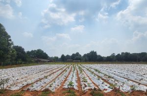 अम्बिकापुर : गोठानों में अब मल्चिंग विधि से सब्जी की खेती शुरू