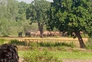 Chhattisgarh के इस जिले में हाथियों की दस्तक, खेतों में लगी फसलों को किया बर्बाद, भय में ग्रामीण