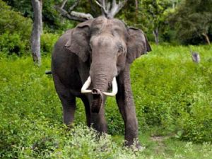 CG NEWS : नहीं थम रहा हाथियों का आतंक, हमले में किसान की मौत