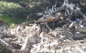 भाजपा नेत्री की गौशाला में 60 गायों की मौत, 150 कंकाल भी मिले