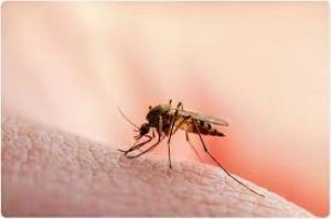जागरूकता ने रोकी मलेरिया, डेंगू की रफ्तार, पिछले डेढ़ महीने में नहीं मिला एक भी केस