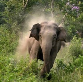 प्रदेश में यहाँ हाथियों ने मचाया आतंक, गर्भवती महिला समेत दो महिलाओं की पटक-पटककर ले ली जान