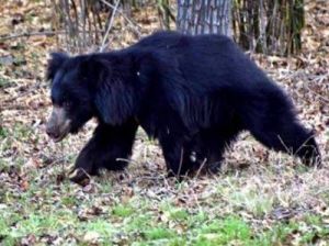 महुआ बिनने गए युवक के ऊपर तीन ख़ूँख़ार भालूओ ने किया एक साथ हमला, गंभीर हालत में रायपुर किया गया रेफर