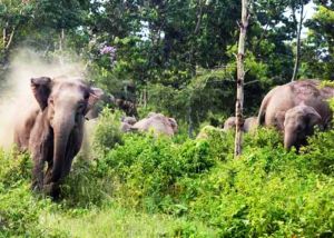CG NEWS : हाथियों का फिर से बढ़ा आतंक, महुआ बीनने गई बच्ची सहित 2 को हथिनी ने कुचलकर उतारा मौत के घाट