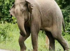 CG Breaking: जंगल में लकड़ी लेने गई अधेड़ महिला को हाथी ने उतारा मौत के घाट, साथी महिलाओं ने भागकर बचाई अपनी जान