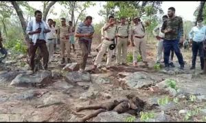 Dhamtari: हाथियों का उत्पात जारी, महिला को कुचलकर मौत के घाट उतारा, ग्रामीणों में दहशत