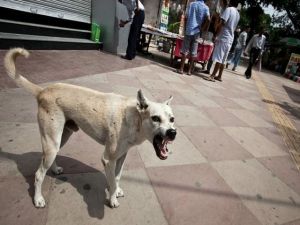 आवारा कुत्तों का आतंक: बहन के सामने छोटे भाई को कुत्तों ने काट कर उतारा मौत के घाट