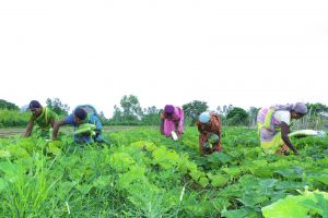 बेंवरती गौठान में सब्जी उत्पादन रोजगार की चिंता से मुक्त हुई स्व-सहायता समूह की महिलाएं