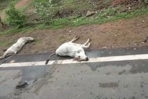 अज्ञात ट्रक ने गायों के झुंड को कुचला, 8 गायों की मौके पर मौत, क्षेत्र में मचा हड़कंप