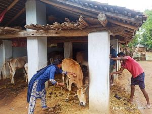 कोण्डागांव : पशुपालन को आय संवृद्धि हेतु आधार बनाने जुटी हैं पशु सखियां