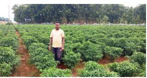 बलरामपुर :मिर्च की खेती कर किसान अर्जित कर रहे हैं आय
