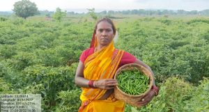 सामुदायिक बाड़ी में खेती कर आर्थिक रूप से सशक्त हो रही हैं समूह की महिलाएं