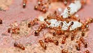 चींटियों का विवाद पहुंचा थाने...  चींटि पालने को लेकर हुआ विवाद... सिविल लाइन थाना क्षेत्र का मामला...   