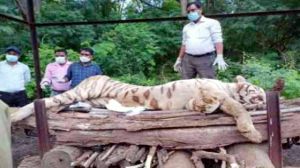 मैत्रीबाग में शेर का निधन, वन विभाग की टीम ने किया अंतिम संस्कार