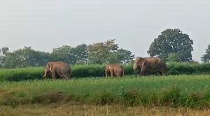 जंगली हाथियों का आतंक, एक महिला की मौत, ग्रामीणों में दहशत का माहौल