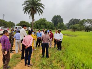 कृषि विभाग के आत्मा योजनान्तर्गत कलेक्टर डॉ. प्रियंका शुक्ला ने कोदो फसल का निरीक्षण किया