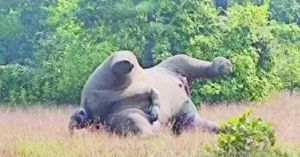 CG NEWS : करंट की चपेट में आने से नर हाथी की मौत, एक ग्रामीण गिरफ्तार