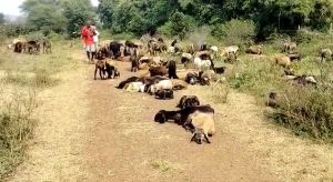 कृमि नाशक दवाई पिलाने से 59 भेड़-बकरियों की मौत, पशुपालक कलेक्टर को सौंपा ज्ञापन