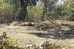 NATIONAL NEWS : 11 kva बिजली के चपेट में आने से बाघ की मौत, जंगल में मिला शव