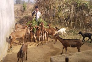 कोरिया: पारंपरिक बकरी पालन को व्यवसाय बनाकर प्रति माह दस हजार से ज्यादा कमा रहे हैं अनिल