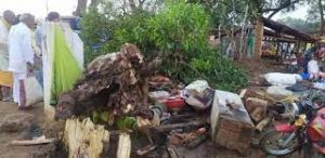 CG News : तूफान ने मचाई तबाही: साप्ताहिक बाजार में काल बन गिरा पेड़, चना मुर्रा बेचने बैठे दंपति की दबने से मौत