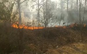 BREAKING NEWS : जंगल में लगी भीषण आग, मची अफरातफरी, ग्रामीण और फॉरेस्ट विभाग मौके पर पंहुचा