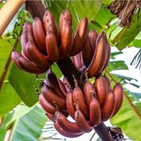 क्या कभी आपने लाल केला (Red Banana) खाया है या उसके फायदे के बारे में सुना है?