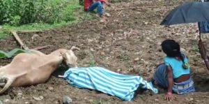 बिजली विभाग की लापरवाही ने ली जान : खेत में जुताई के दौरान करंट लगने से किसान और बैल की मौत
