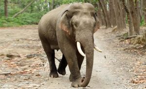 CG NEWS : दंतैल हाथी ने बुजुर्ग को कुचलकर उतारा मौत के घाट, वन विभाग ने ग्रामीणो को किया