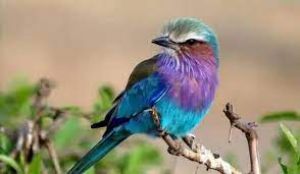 दशहरे पर नीलकंठ पक्षी के दर्शन होने से पैसों और संपत्ति में बढ़ोतरी होती है.