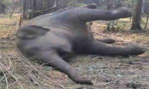  जंगल में मिली हाथी की लाश, करंट से मौत की आशंका, वन विभाग में हलचल