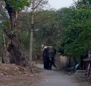 कांकेर शहर के इस गांव में बीच सड़क पर दिखा दंतैल हाथी, वन विभाग अलर्ट, ग्रामीणों के उड़े होश