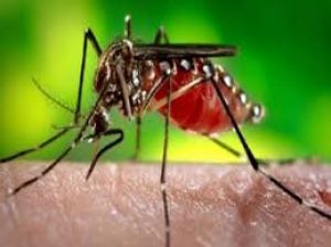विधानसभा में आज डेंगू, मलेरिया और डायरिया से मौत का मामला जोर शोर से उठा