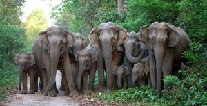 CG : हाथियों का आतंक चरम सीमा पर...दो सगे भाइयों को पटक–पटककर उतारा मौत के घाट...ग्रामीणों में दहशत का माहौल