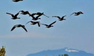 पाइरेनियन पर्वत दर्रे से उड़ने वाले करोड़ो कीड़ों के सर्वेक्षण से मिली दिलचस्प जानकारी