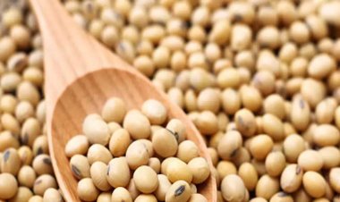 समर्थन मूल्य पर पर सोयाबीन उपार्जन की कार्यवाही संवेदनशीलता से हो : मुख्यमंत्री डॉ. यादव