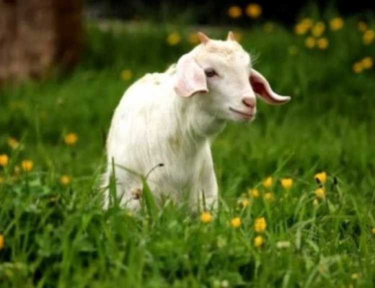 मंगोलिया में 70 साल बाद बकरियों में फैला कैप्रिन प्लुरोनिमोनिया नामक संक्रामक रोग