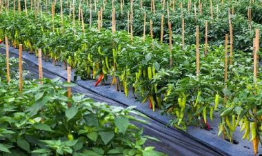 कटिहार के किसानों की बल्ले-बल्ले, सरकार देने जा रही बड़ी सौगात, सब्जी खेती पर किसानों को अनुदान दे रही जल्द