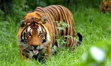 छत्तीसगढ़-कबीरधाम में बॉर्डर पर पहुंची बाघिन, ग्रामीणों में मचा हड़कंप